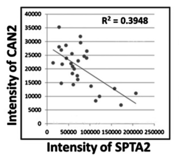 Correlation between CAN2 and SPTA2 expression level in 27 cases.jpg